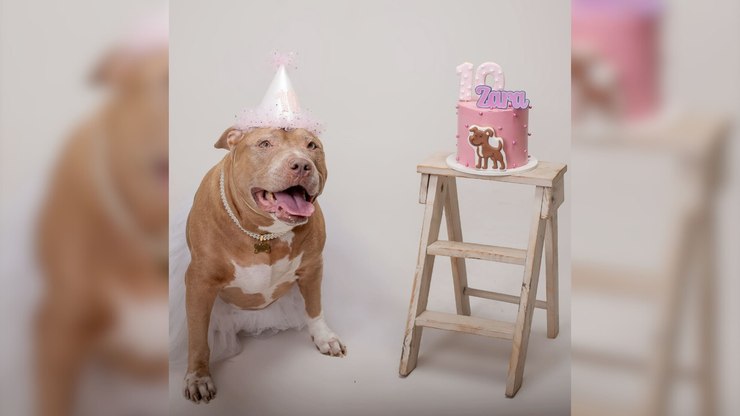 Pitbull comemora 10 anos com ensaio fotográfico e encanta a web