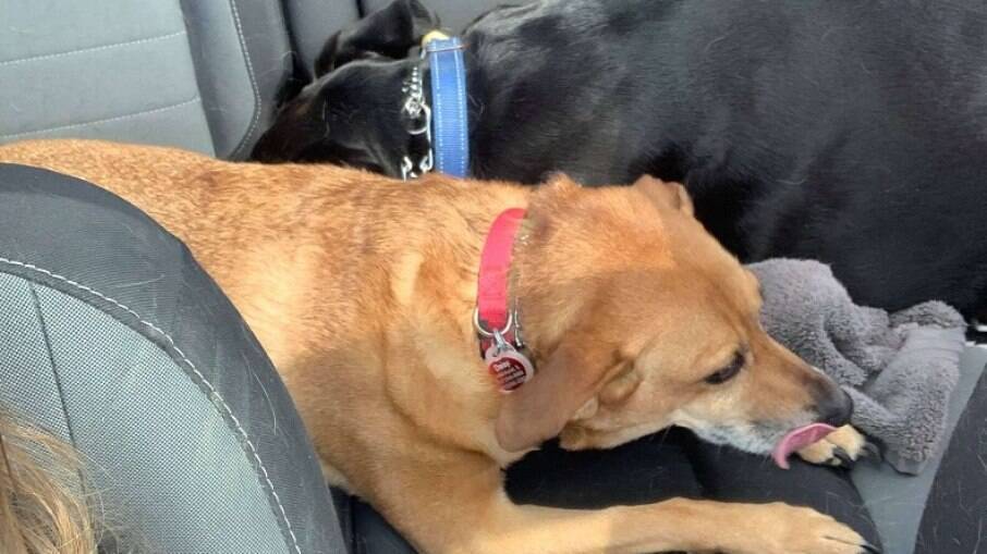 Daisy só se sente bem nos passeios de carro quando seu irmão está com ela