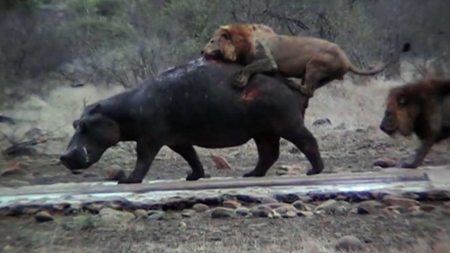 Leões atacam hipopótamo em Botswana, na África Leões atacam hipopótamo em Botswana, na África