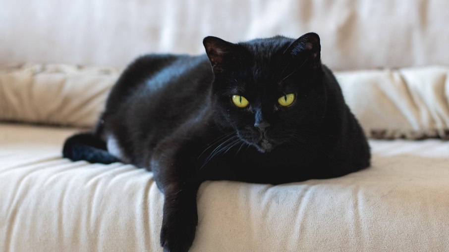 gato preto