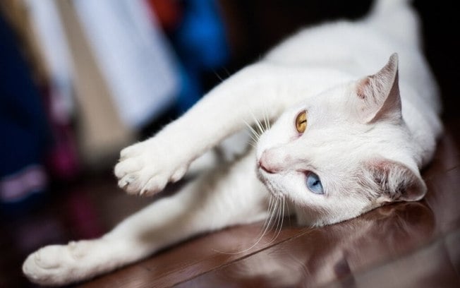 4 características do gato da raça khao manee