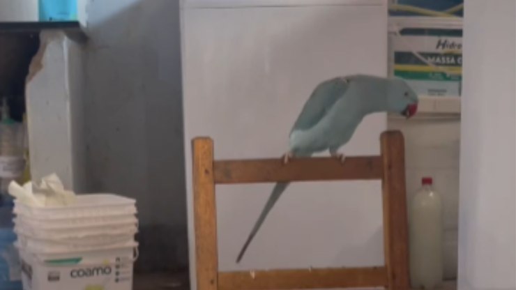 Periquito reza antes de comer e inclui o próprio nome na oração