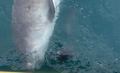 Tubarão-tigre é visto "vomitando" comida "espinhosa" pela 1ª vez