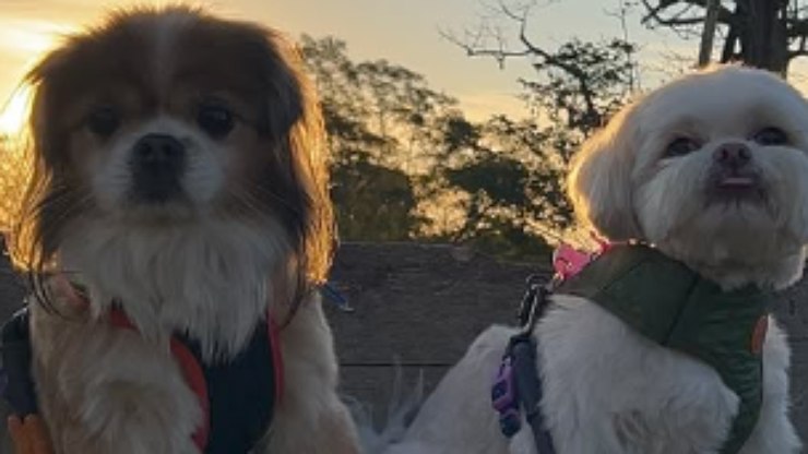 Shih%20Tzu%20viraliza%20ao%20procurar%20seu%20companheiro%20pela%20casa