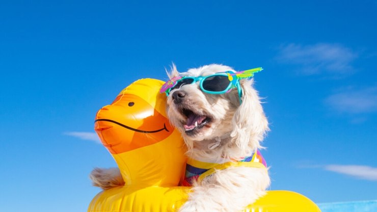 10 cuidados importantes com o cachorro na piscina