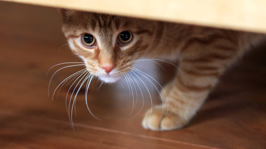 A reação de muitos gatos ao barulho dos fogos de artifício é se esconder