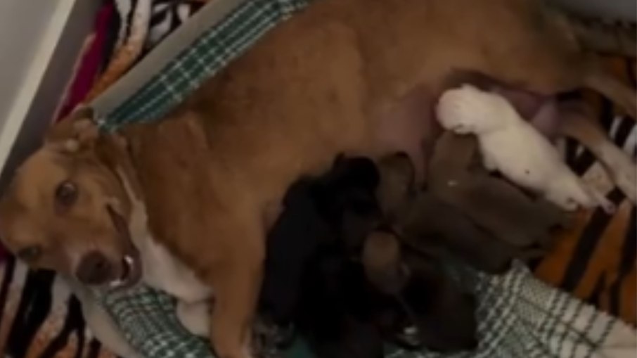  Caramela dá à luz sete filhotes e mulher brinca: “A impressora foi acabando a tinta”
