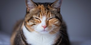 É normal gato dormir de olho aberto?