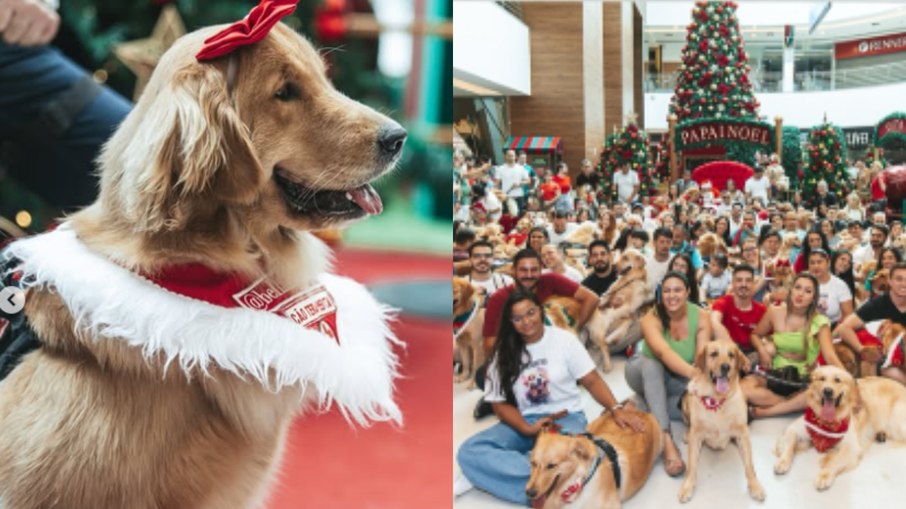 Golden Retrievers se encontram em shopping