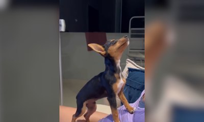 Pinscher faz drama e 'desmaia' para ganhar carinho da tutora