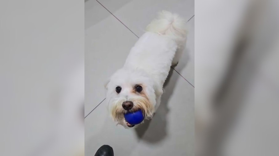 Especialista explica como cannabis pode ajudar na vida de cães Especialista explica como cannabis pode ajudar na vida de cães