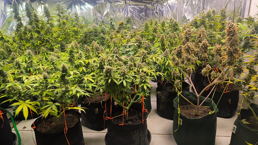 Polícia apreende 38 pés de maconha em residência Polícia apreende 38 pés de maconha em residência