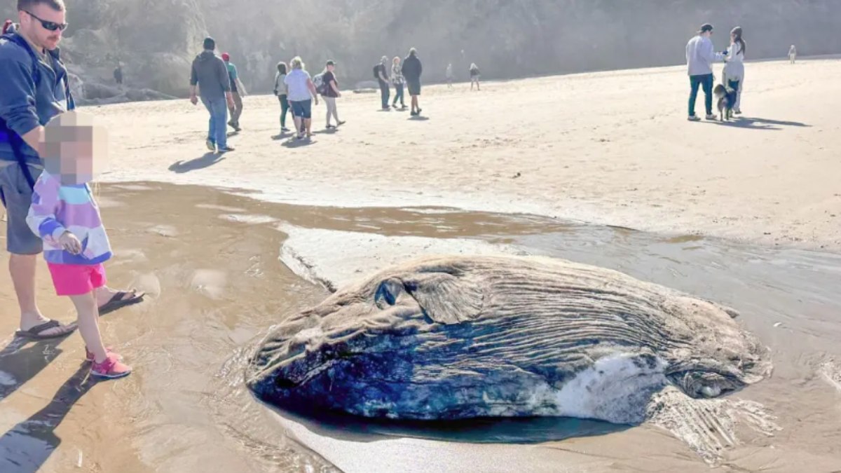 Peixe-lua está em banco de areia e aparece durante maré baixa, mesmo estando meio podre