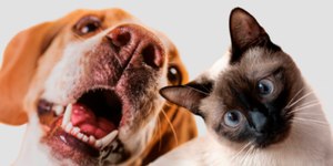 Dia dos Animais é marcado por adoções e ritos religiosos