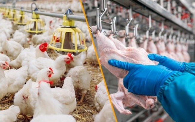 TAGAT Foodtech é lançada por EDATA e SAG como ecossistema one-stop shop para a cadeia de proteínas