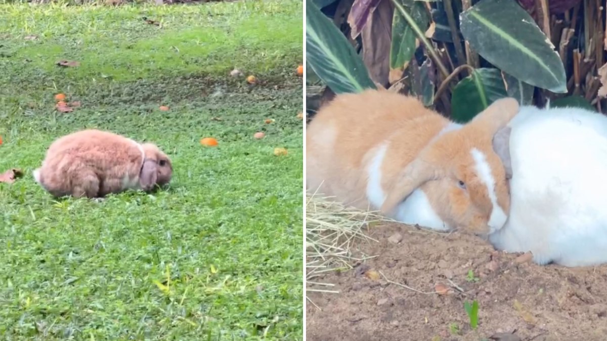 Coelhinhas dão pulinhos de alegria ao pisar na grama pela 1ª vez