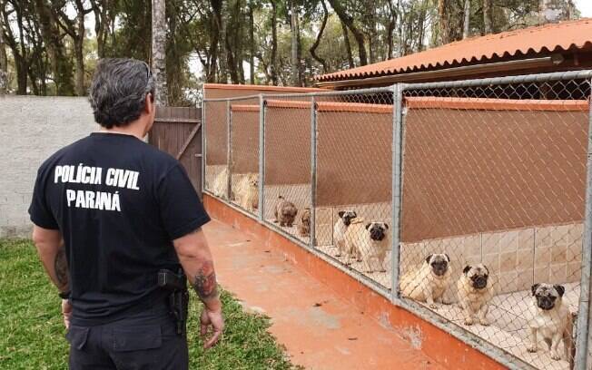 O resgate dos cães de raça foi realizado pela Polícia Civil do Paraná em parceria com a ONG  Instituto Fica Comigo