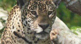 Menino de 2 anos mata a mãe com disparo acidental
