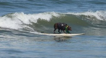 Labradora%20Cacau%20conquista%20t%C3%ADtulo%20mundial%20de%20surfe%20para%20c%C3%A3es