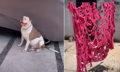 Pitbull destrói coberta nova e fica diante das provas