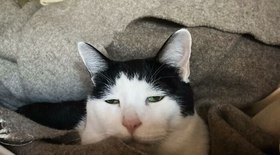 Gato com olhar triste rouba corações na internet