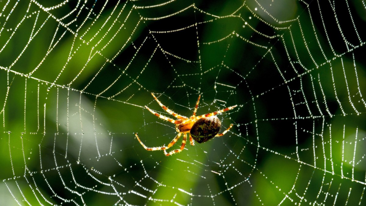 Como identificar uma aranha perigosa? Especialista do Butantan explica