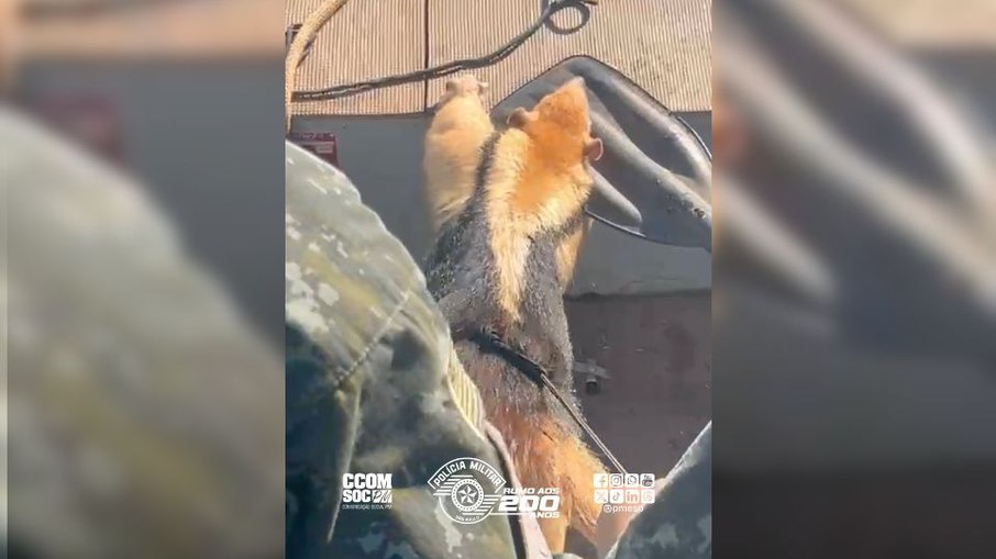 Tamanduá-mirim é resgatado após ficar ilhado em represa de SP Tamanduá-mirim é resgatado após ficar ilhado em represa de SP