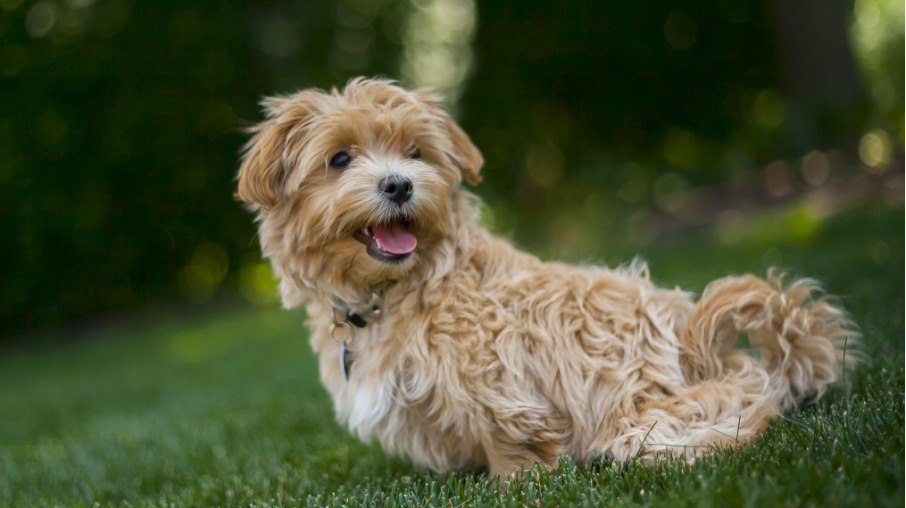 Estima-se que todos os Dandie Dinmont Terrier descendem de um único animal, chamado Old Ginger