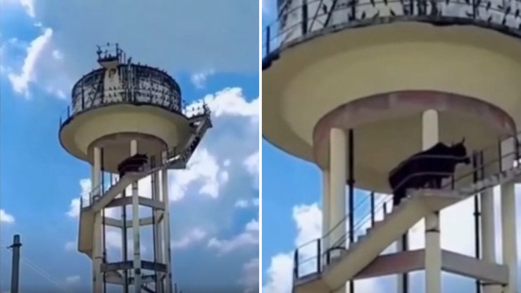 Vídeo flagra touro escalando caixa d’água de 18 metros