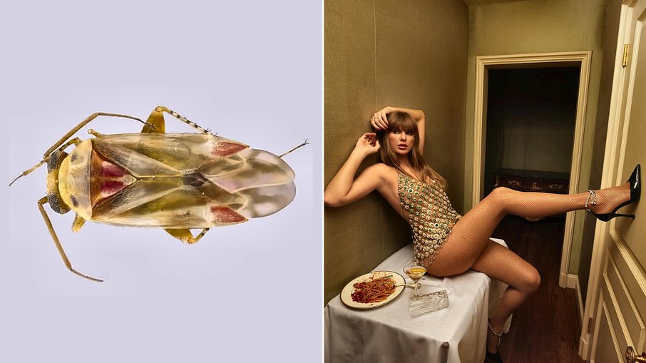 Taylor Swift deu nome a uma nova espécie de percevejo Taylor Swift deu nome a uma nova espécie de percevejo