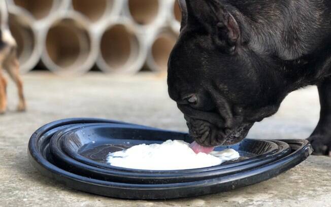 O único iogurte que deve ser oferecido aos caninos é o natural, sem sabor e aditivos artificiais. Jamais compre os modelos com chocolate, coloridos e açucarados