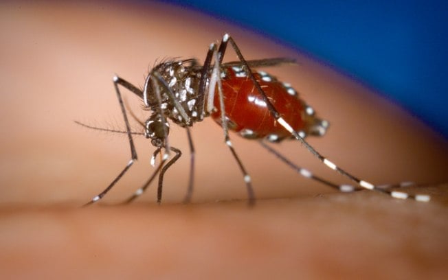 Brasil pode enfrentar segunda epidemia de dengue este ano