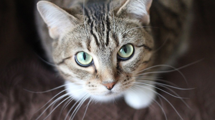 Além de problemas no coração, o alto déficit de taurina no organismos de gatos pode causar cegueira total, entre outros problemas
