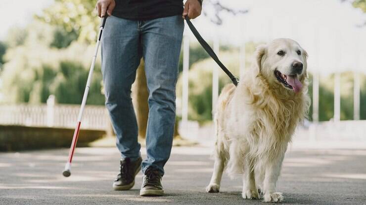 Dia internacional do cão-guia: momento de ressaltar sua importante atuação
