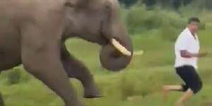 Turista é atacado por elefante ao tentar tirar selfie na Índia