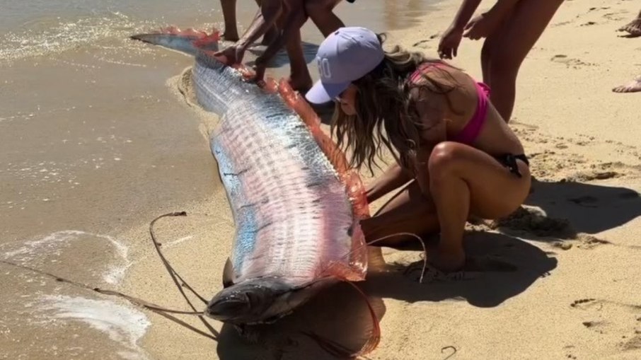 Turistas ajudam dois peixes-remo a retornarem ao mar em Cabo San Lucas, no México