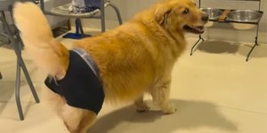Saúde urinária de cães e gatos: o que tutores precisam saber
