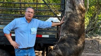 Quase%20300kg%3A%20Javali%20gigante%20%C3%A9%20abatido%20em%20MG