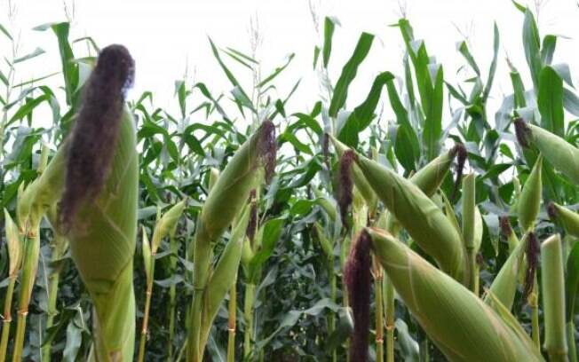 Ministério da Agricultura avalia retirar impostos de importação de arroz, milho e soja