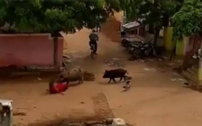 Imagens chocantes mostram o ataque dos porcos a uma mulher na cidade de Kavali
