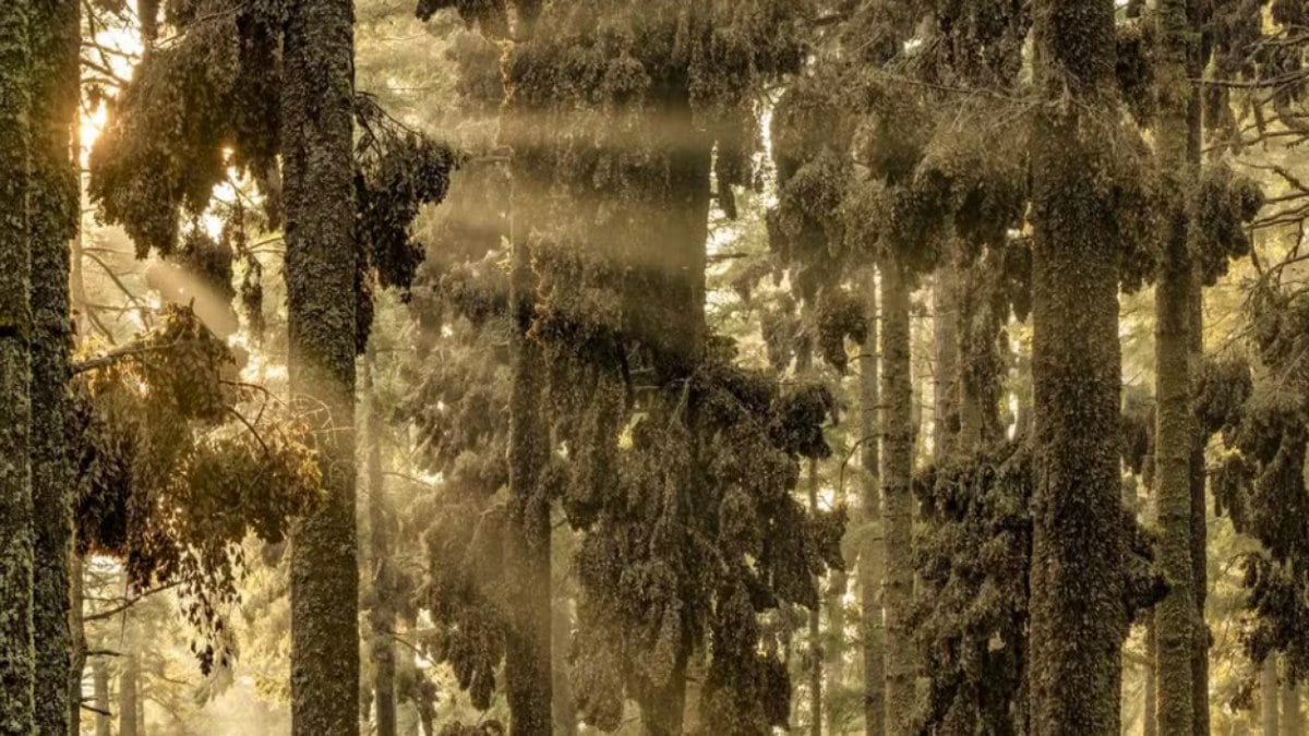 A Floresta dos Monarcas - Migrações das borboletas monarcas podem se tornar raras no futuro. Isso se deve inteiramente às realidades das mudanças climáticas