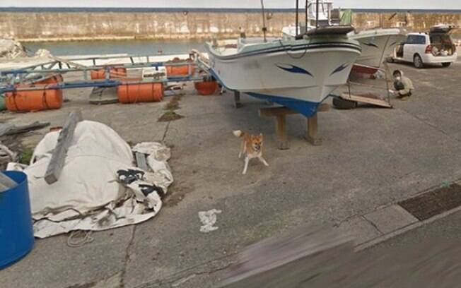 Cão persegue carro do Google Street View e protagoniza fotos hilárias