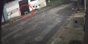 Onça é flagrada pulando muro de casa em cidade de MG; veja vídeo