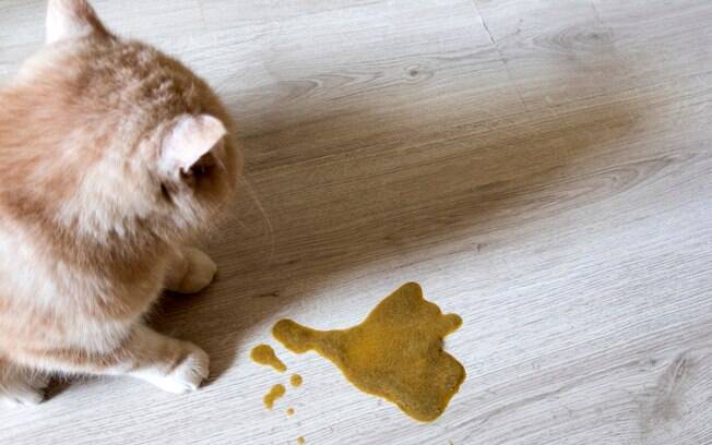 O vômito de gato pode ter cor marrom por causa da ração que ele come