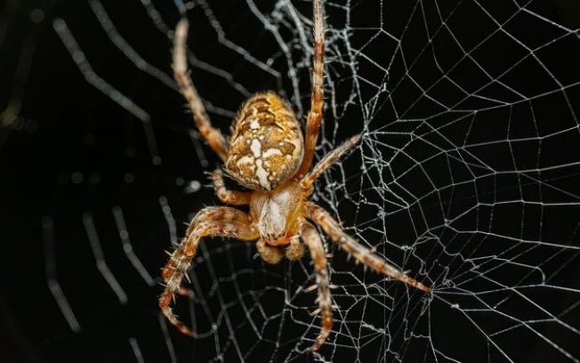 Por que as aranhas não se embaraçam nas próprias teias?