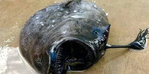 Diabo Negro: conheça o misterioso peixe das profundezas oceânicas