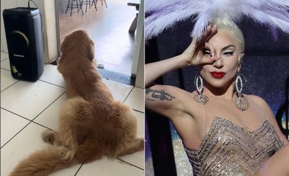 Cão mostra gingado ao ouvir Lady Gaga e web elogia o "molejo" do animal