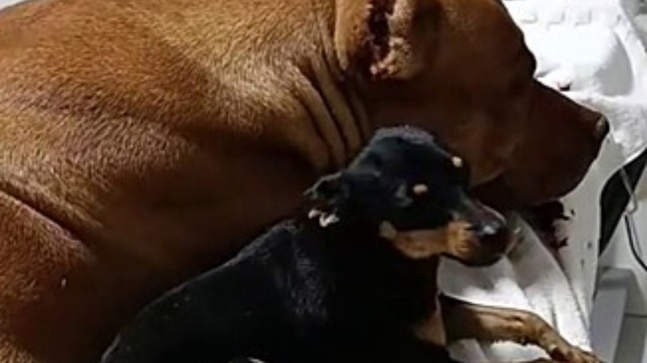 Pinscher não abandona pitbull ferido e história viraliza