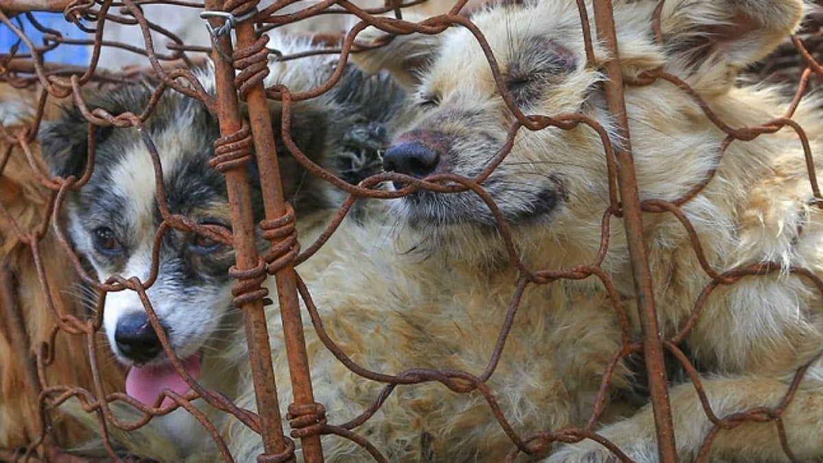 Cães presos em gaiola sem espaço para se movimentarem