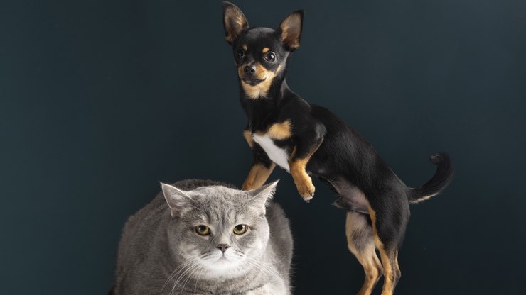 Lei%20pro%C3%ADbe%20tatuagens%20e%20piercings%20est%C3%A9ticos%20em%20c%C3%A3es%20e%20gatos